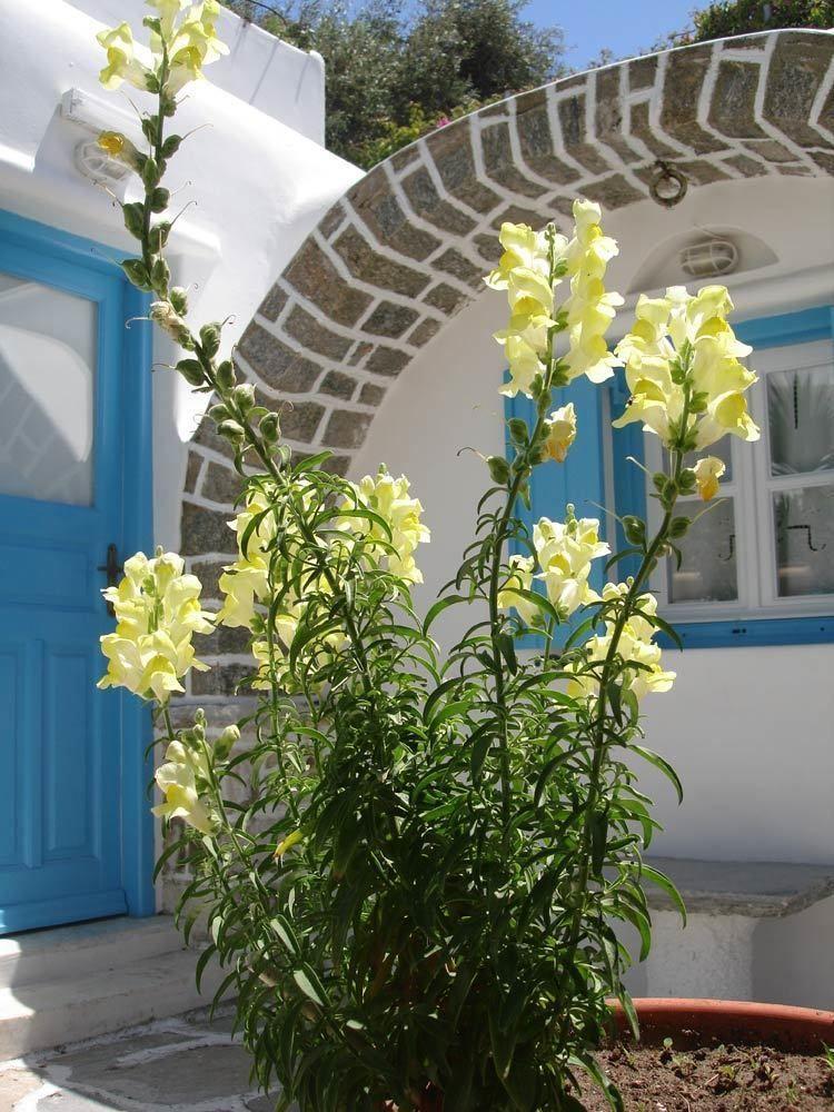 Hotel Philippi Mykonos Town Zewnętrze zdjęcie